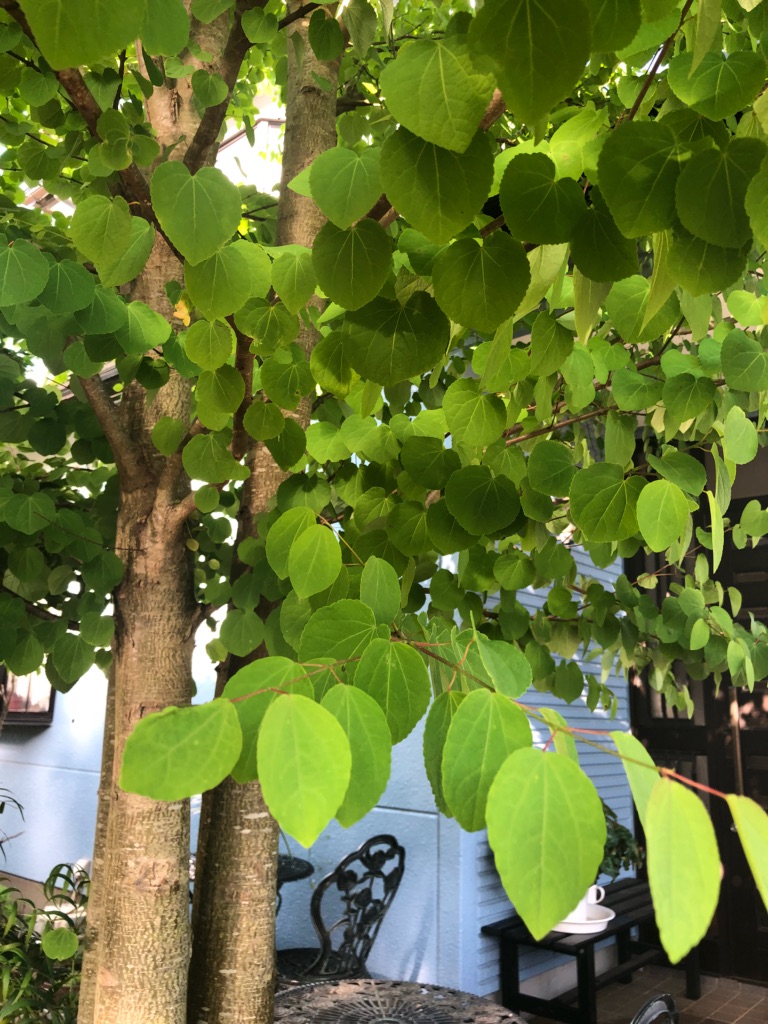 カツラの木 社労士つれづれ日記