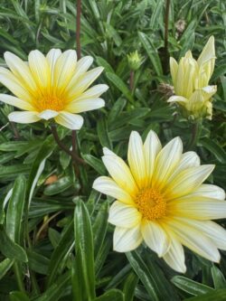 アルムナイ制度