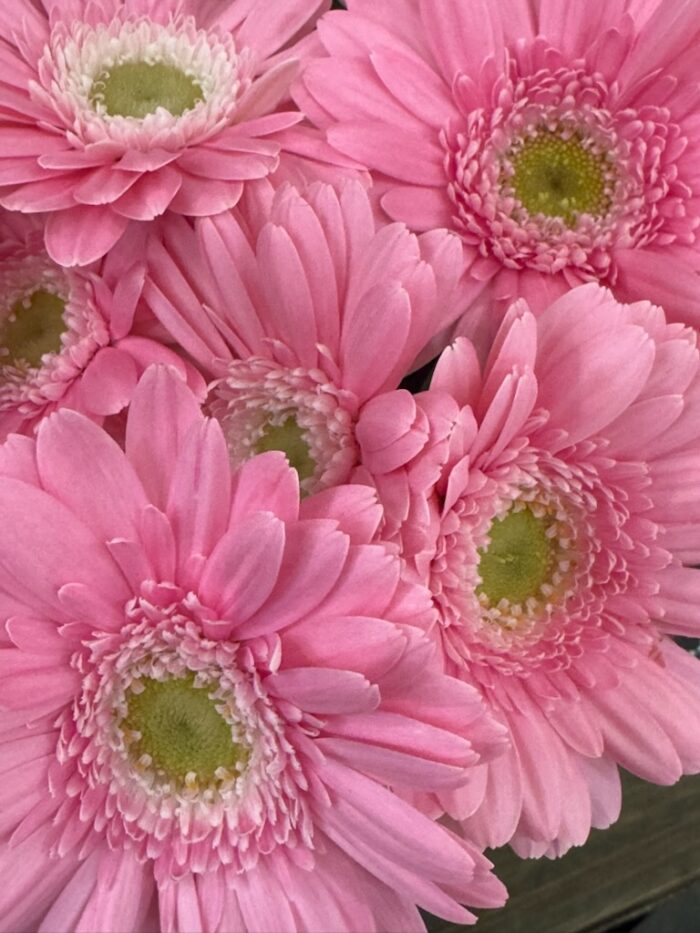 子ども・子育て支援金の徴収開始